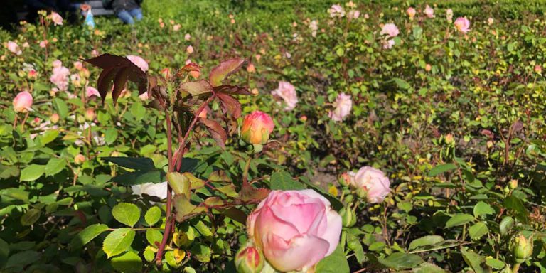 Vondelpark Rosarium Rozenperk 10 Rosa Gruss Aus Aachen