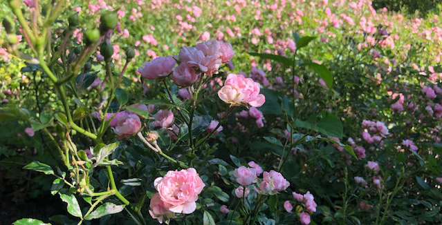 66-Vondelpark-Rosarium-rozenperk-rosa-The-Fairy